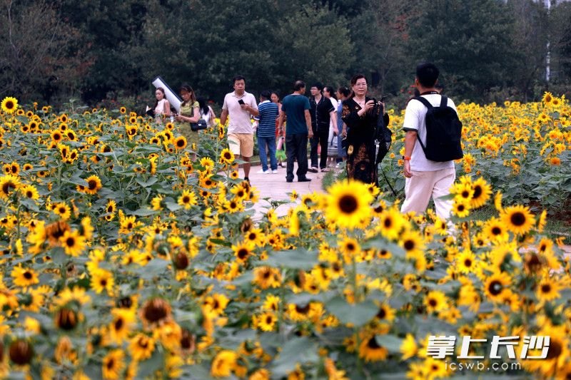 沉浸式拥抱金色浪漫!省植物园矮秆向日葵花海惊艳国庆假期